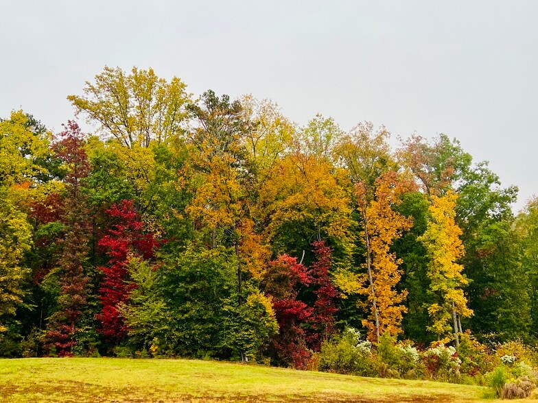 Backyard in Fall - 4014 Audubon Park Dr