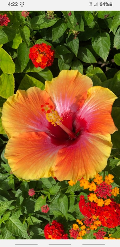 Building Photo - 15-2745-2745 Kahala St