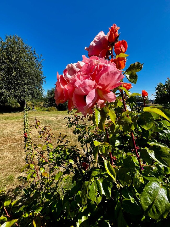 Building Photo - Peaceful Hansville Home with Plenty of Room