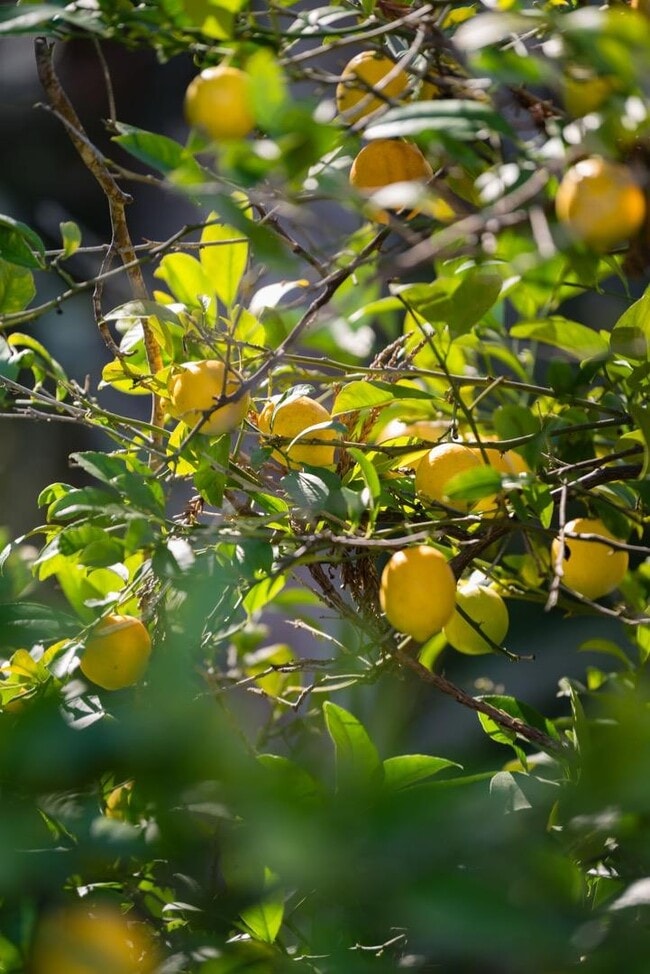 Building Photo - 10 Meadow Ln