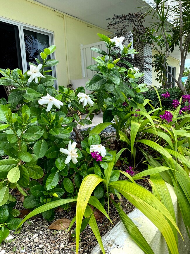 Sweet scents from the mature gardenia plant - 6520 N Ocean Blvd