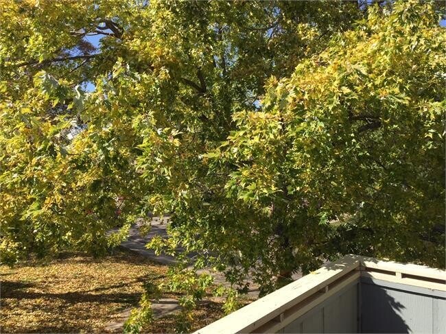 Building Photo - Affordable 3 Bed 2 Bath Condo, Attached Garage, on Quiet Street in Lafayette