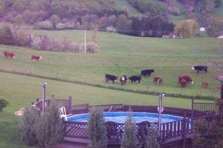 Swimming pool, cow pasture. - 5099 Rathbun Rd