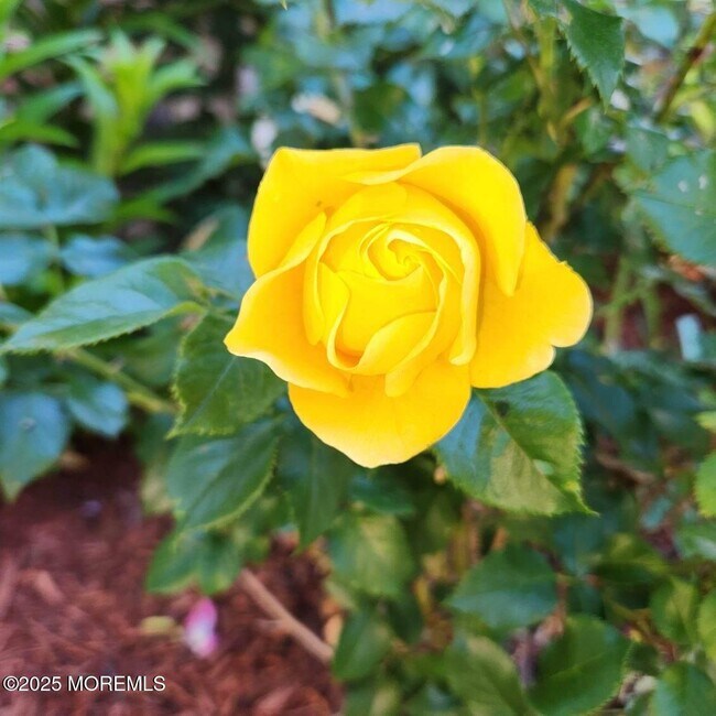 Building Photo - 504 Emory St