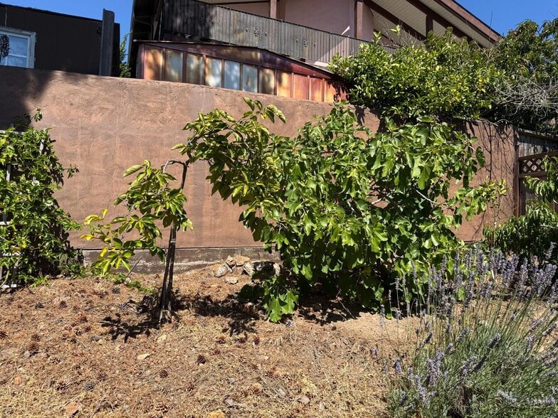 backyard fruit trees - 16650 Rolando Ave