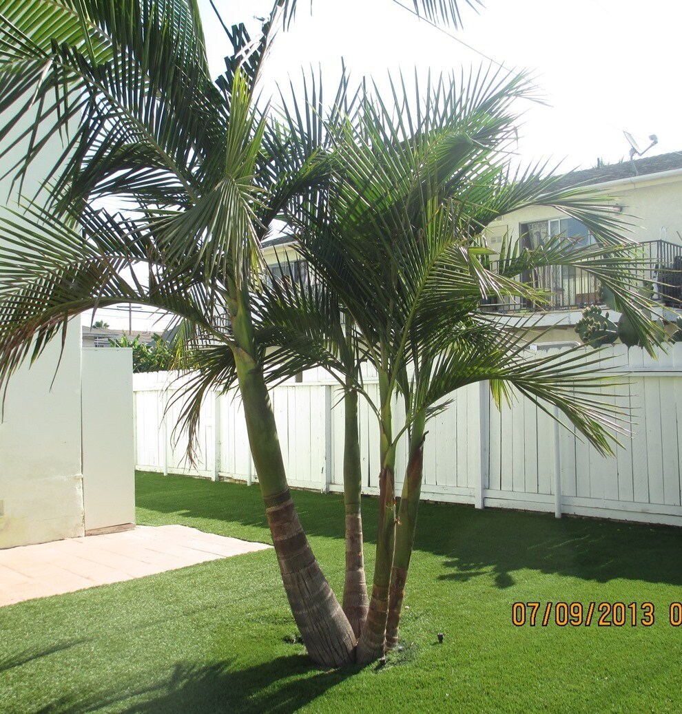 Back Yard - 828 E 10th St