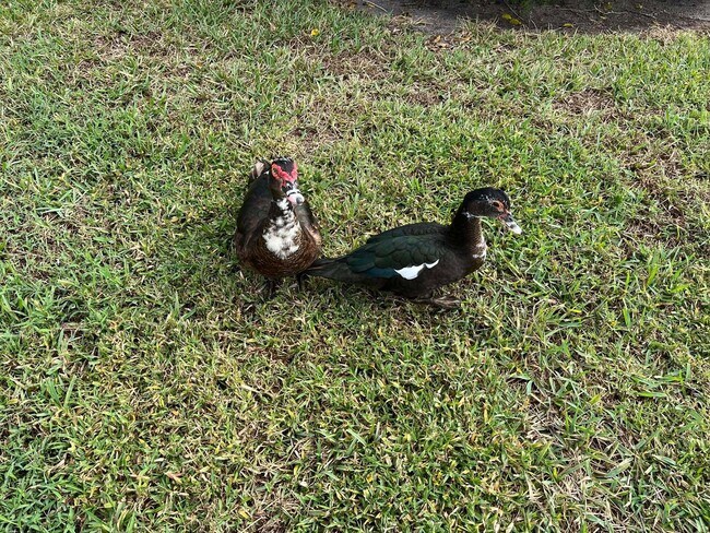 Building Photo - 4863 Sable Pine Cir