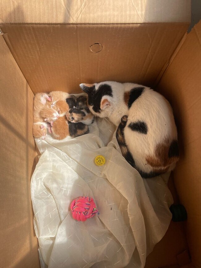 Building Photo - 3 Bedroom 1 Bath Located in East Toledo