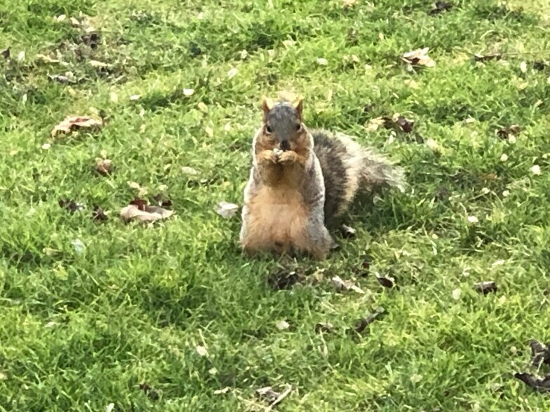 Building Photo - 583 Amanita St