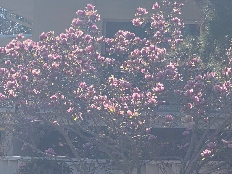 Alexander Magnolia - 241 S Barrington Ave