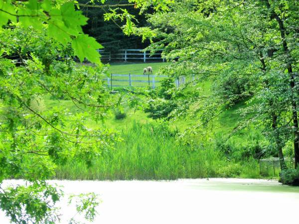 Building Photo - 10 S Mountain Pond