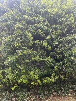Shrubs - 40 Convent Rd