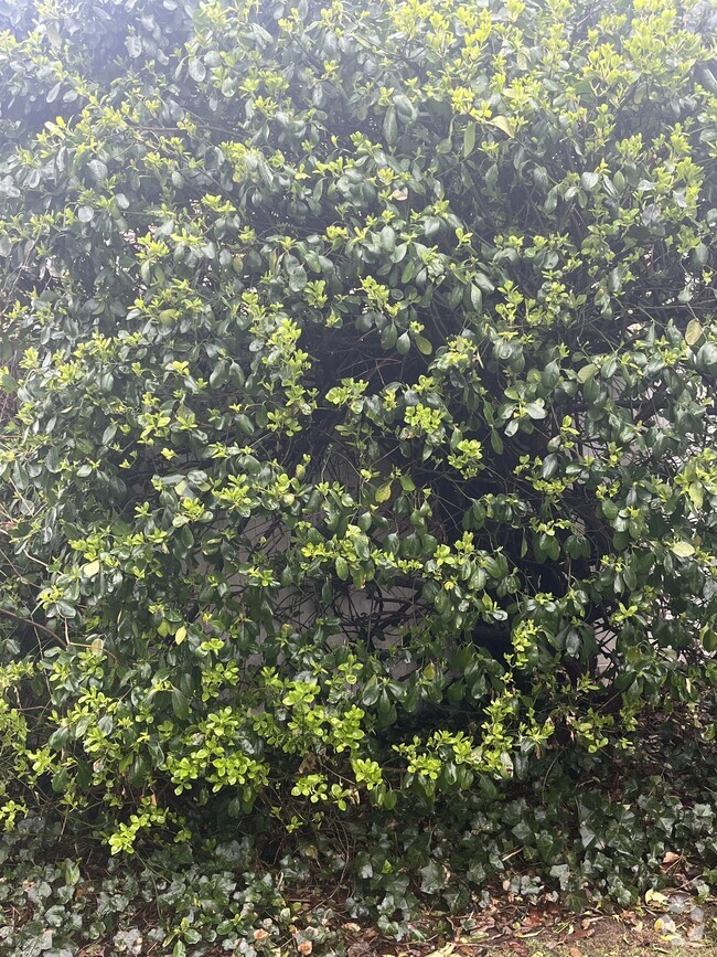 Shrubs - 40 Convent Rd