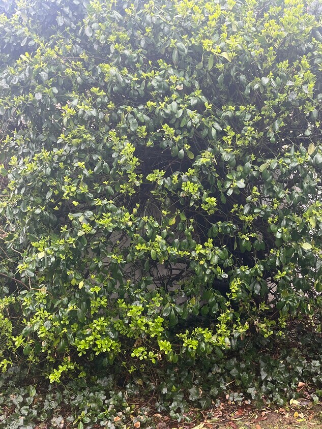 Shrubs - 40 Convent Rd