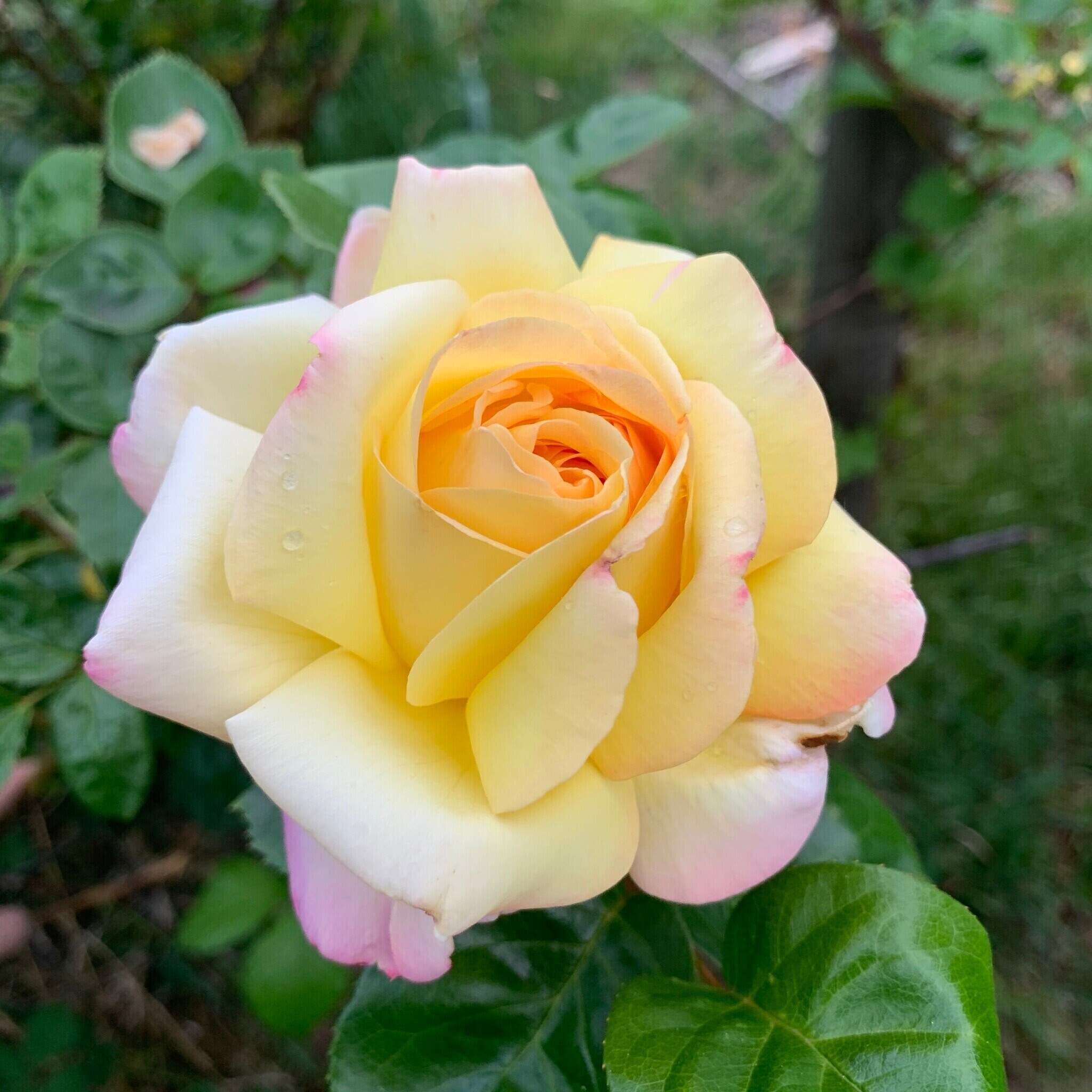 Mature roses - 4219 Colver Rd