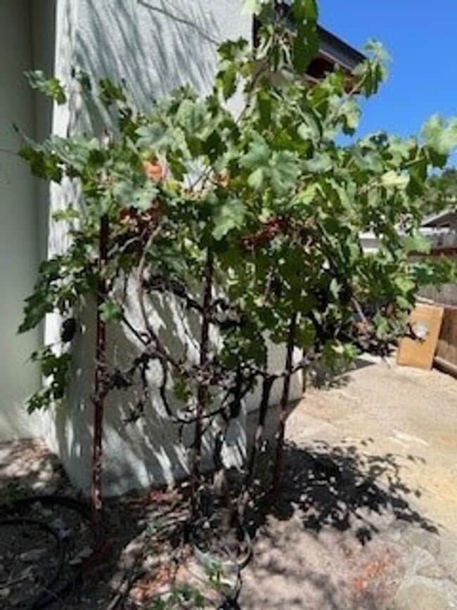 Building Photo - One of Kind 4 bedroom, 2 bath house with P...