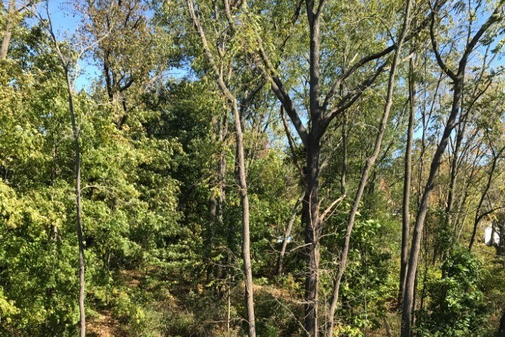 Forest area. - 1088 W Boylston St