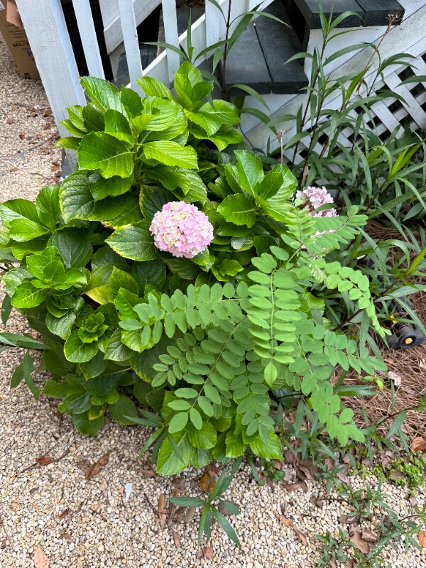 Building Photo - 311 Chatham St