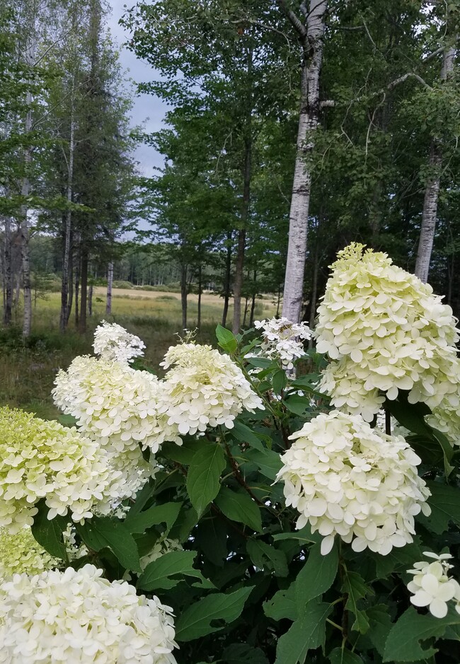 Building Photo - 9374 Alango Rd