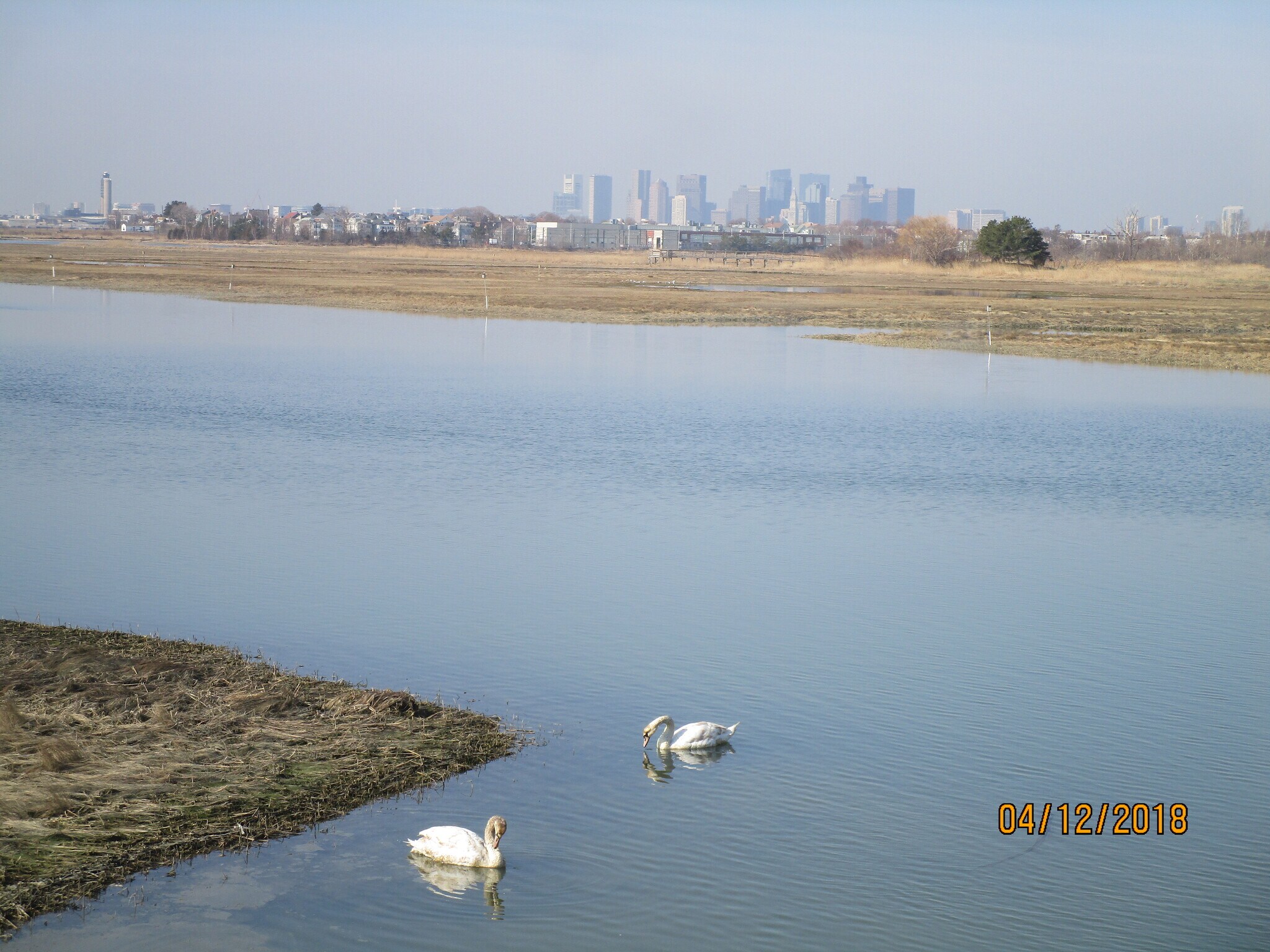 swans feeding by our back lawn at mid-tide, downtown Boston skyline as backdrop - 103 Summer St