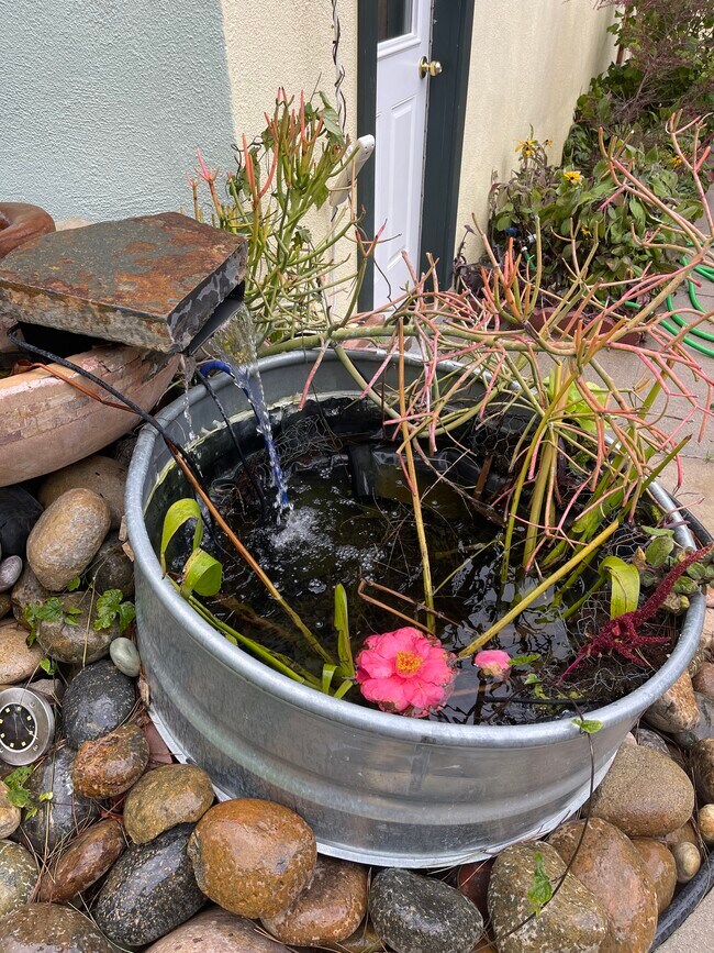 Camilla flower in pond - 23437 Vanowen St