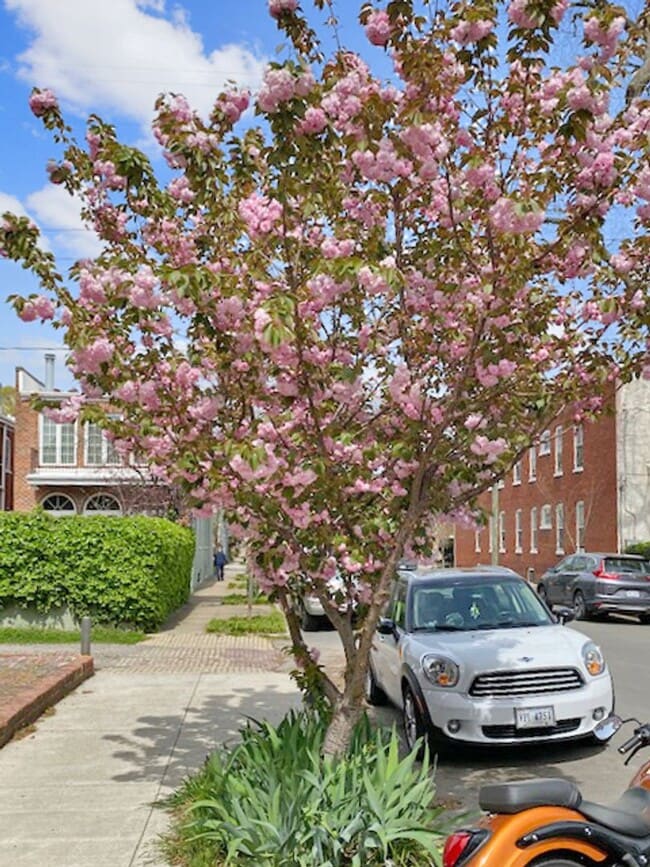 Building Photo - Sophisticated Living in The Fan: 2 Bedroom...