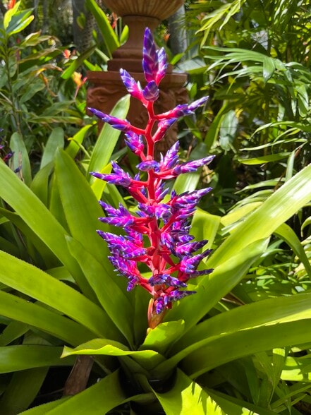 Tropical garden and fruit trees. Huge backyard - 38 Lake Eden Dr