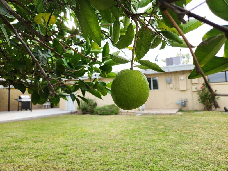 Orange Tree - 1405 S Farmer Ave