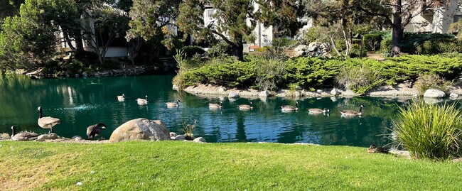 Canadian geese visit the lake - 4904 Maytime Ln