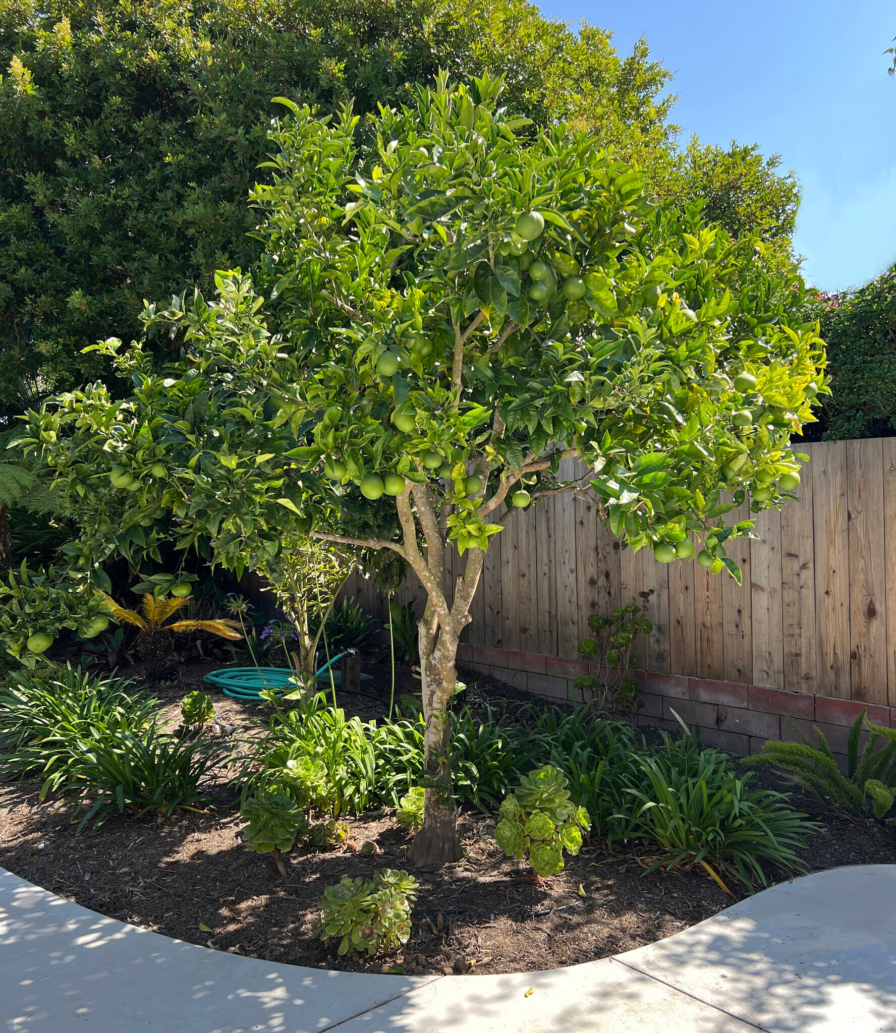 Building Photo - 144 San Rafael Ave