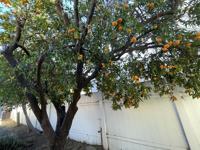 Mandarin Tree - 632 N Griffith Park Dr