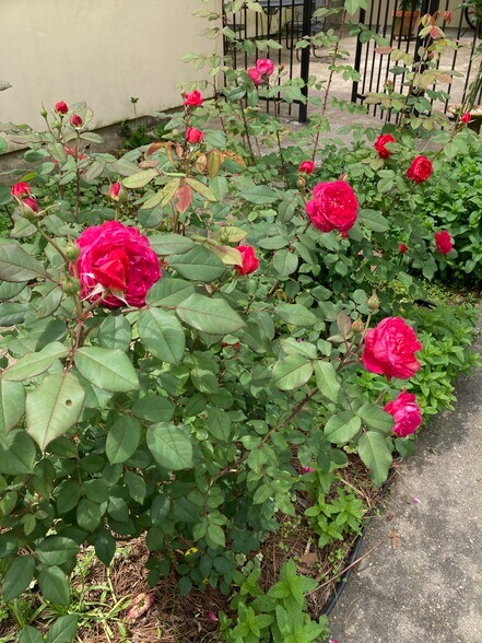 Building Photo - 2528 Myrtle Ave