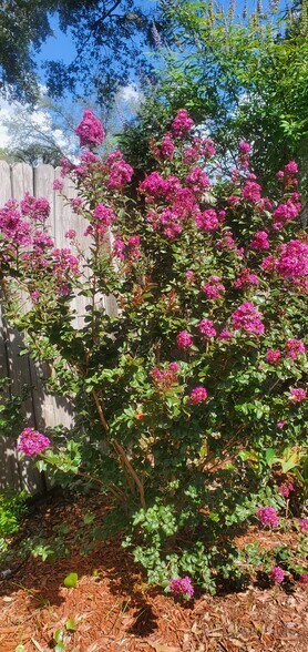 Blooming flowers - 2620 Moody Ave