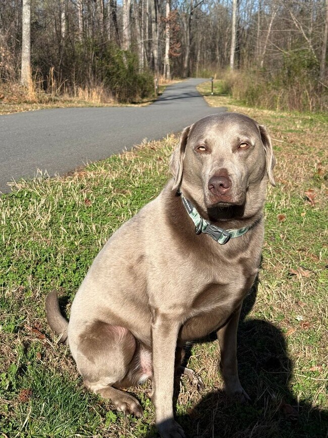 Building Photo - End-Unit Cornelius Townhome | 3BR + Flex Room | Fenced Courtyard | Near Birkdale & Greenway