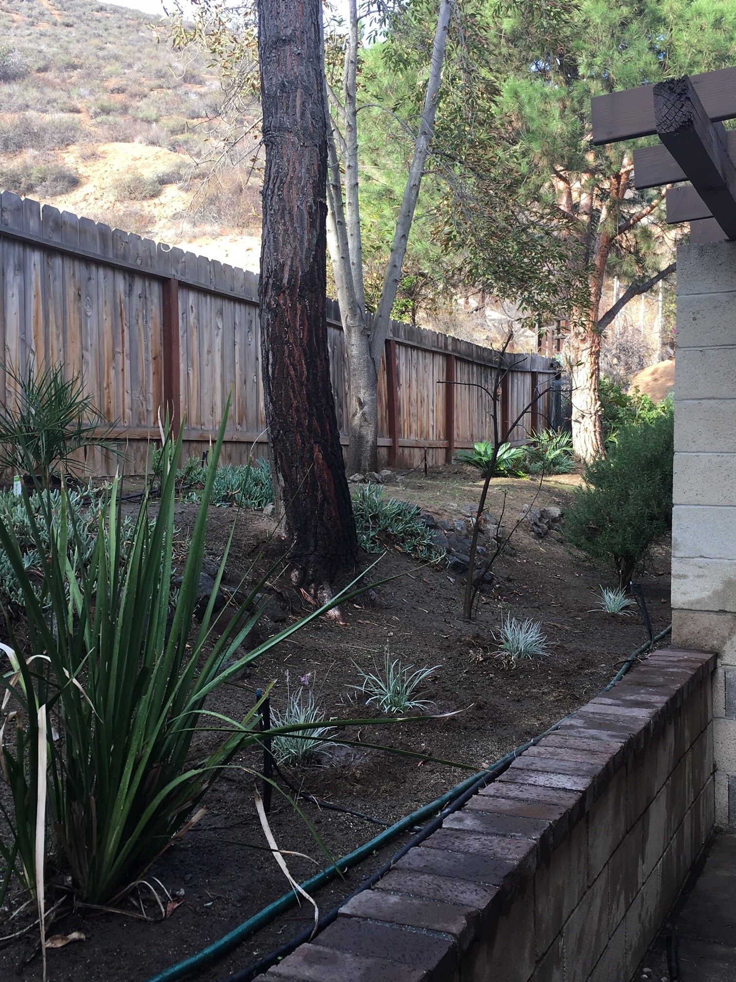 Side yard - 10431 Santana St