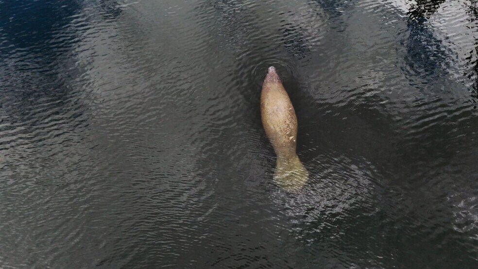Manatees floating by the dock. - 11936 W Waterway Dr