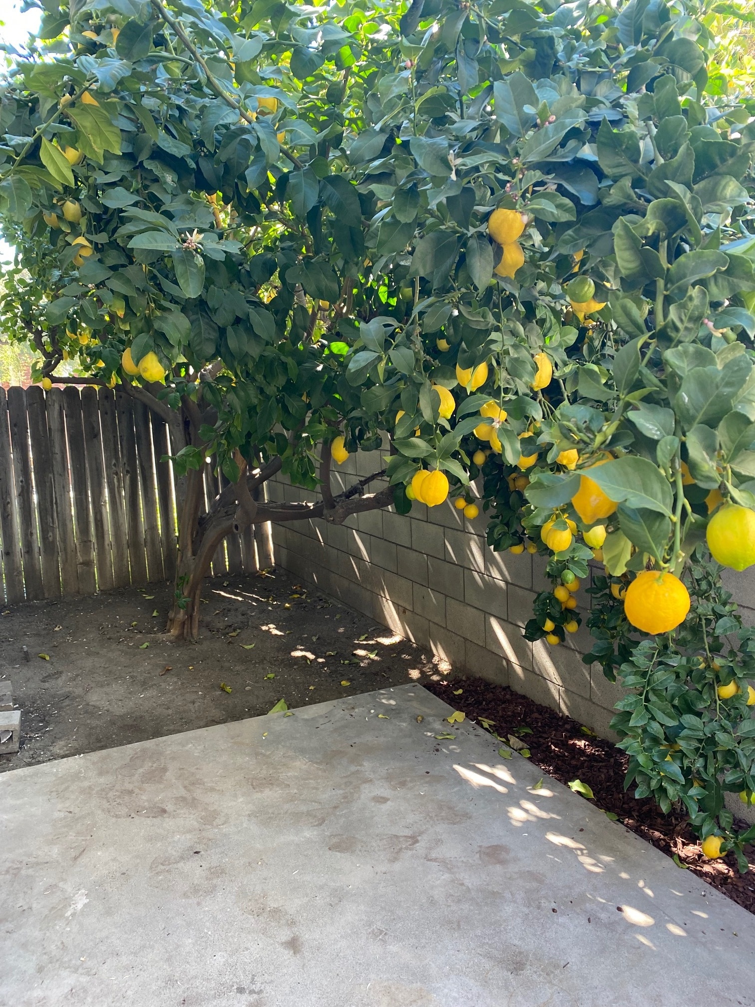 Lemon Tree - 419 California St
