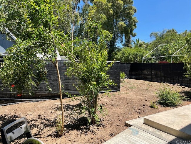 Pomegrante trees in backyard - 5820 Calvin Ave