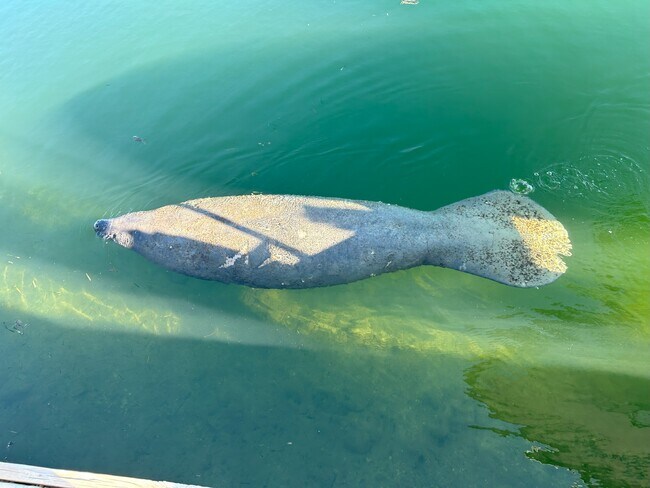 Manatee swimming by the house. - 159 Dubonnet Rd