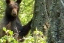 Area Wildlife - 9491 Miller Creek Rd