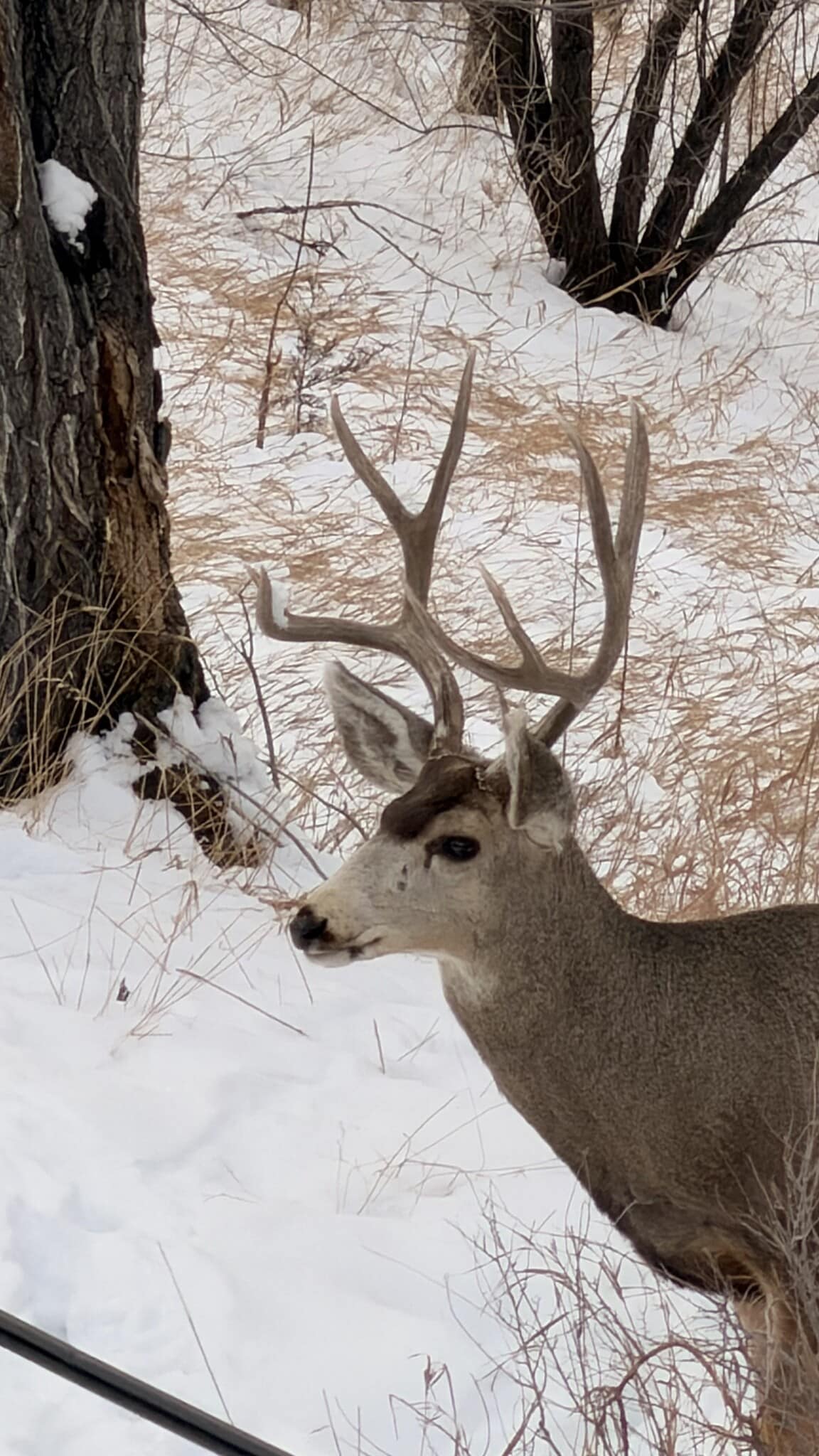 Wildlife - 2636 Patriot Hts