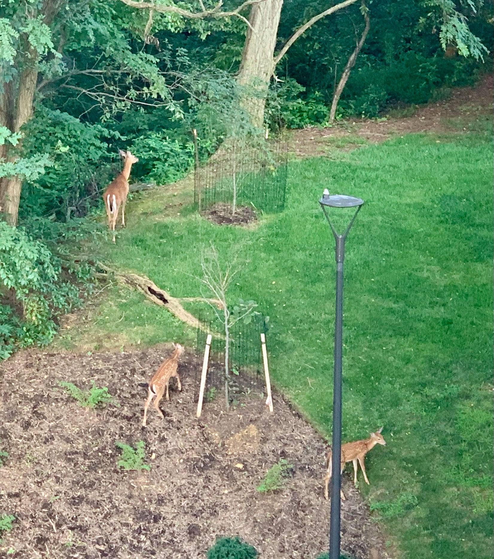 Resident wildlife - 5901 Mt Eagle Dr