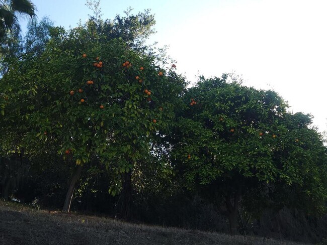 Building Photo - 9345 Golondrina Dr