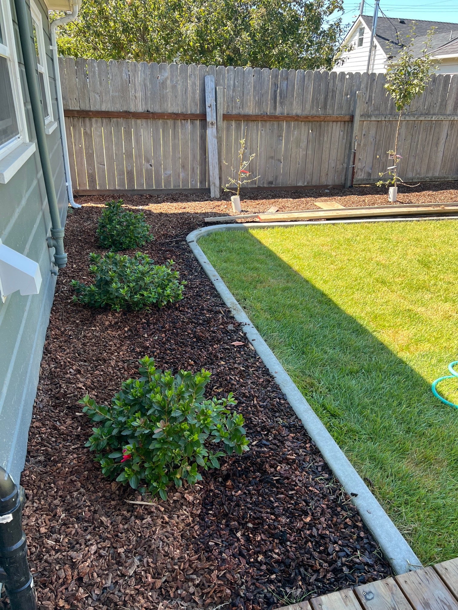 Back yard (not fenced) with new grass and landscaping - 667 Herbert St