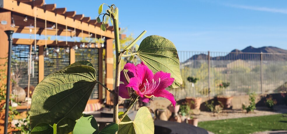 Hong Hong Orchid with Pergola & Mountain View - 2192 W Sierra Sunset Trl