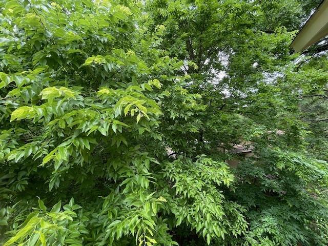 Building Photo - 8808 Mountain Ridge Dr