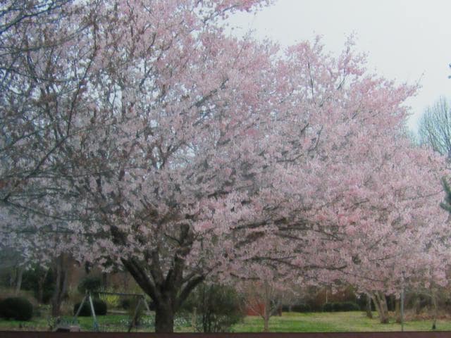Building Photo - $1,600 - 2 Bed / 1.5 Bath House on Caney Fork with Stunning Landscaped Gardens