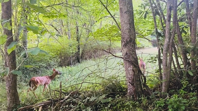 Building Photo - 2015 Union School Rd SW