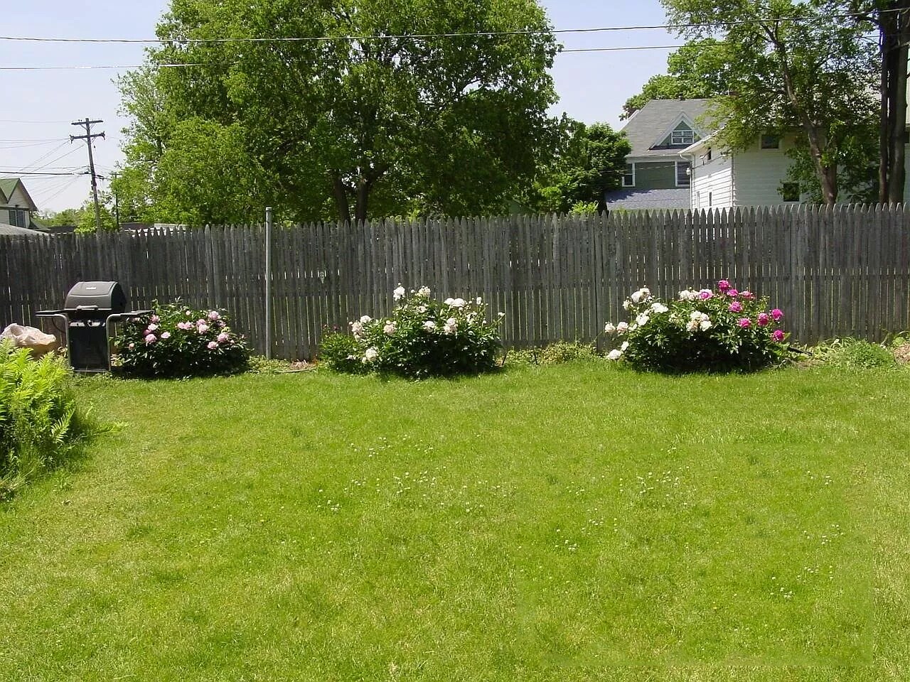 Flowering Plants add to Appeal - 20 N Locust St