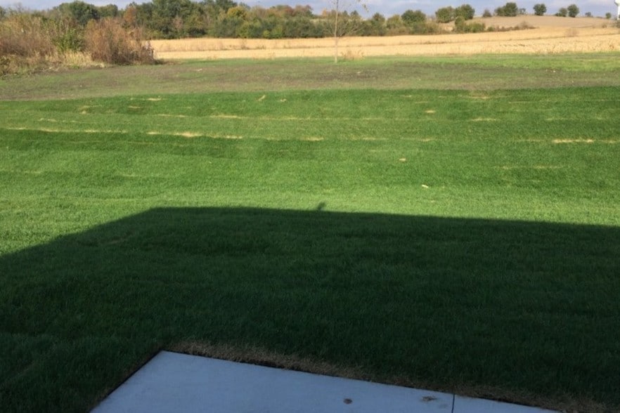 Rear Lawn - 1910 Wrigley St